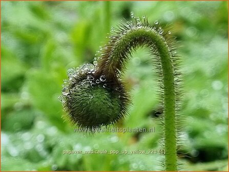 Papaver nudicaule &#039;Pop-up Yellow&#039; | IJslandse papaver, Naaktstelige klaproos, Papaver, Klaproos | Island-Mohn | Icela