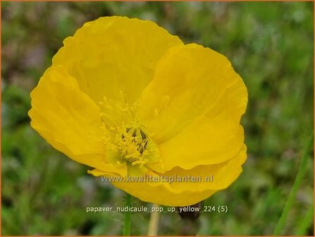 Papaver nudicaule &#039;Pop-up Yellow&#039; | IJslandse papaver, Naaktstelige klaproos, Papaver, Klaproos | Island-Mohn | Icela