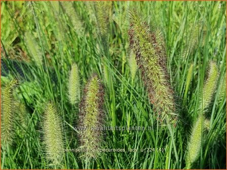 Pennisetum alopecuroides &#039;Lady U&#039; | Breed lampenpoetsersgras, Borstelveergras, Lampenpoetsersgras | Lampenputzergras 