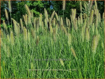 Pennisetum alopecuroides &#039;Lady U&#039; | Breed lampenpoetsersgras, Borstelveergras, Lampenpoetsersgras | Lampenputzergras 