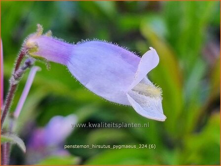 Penstemon hirsutus &#039;Pygmaeus&#039; | Slangenkop, Schildpadbloem | Rauhaariger Bartfaden | Hairy Beardtongue