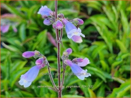 Penstemon hirsutus &#039;Pygmaeus&#039; | Slangenkop, Schildpadbloem | Rauhaariger Bartfaden | Hairy Beardtongue