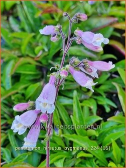 Penstemon hirsutus &#039;Pygmaeus&#039; | Slangenkop, Schildpadbloem | Rauhaariger Bartfaden | Hairy Beardtongue