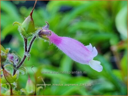 Penstemon hirsutus &#039;Pygmaeus&#039; | Slangenkop, Schildpadbloem | Rauhaariger Bartfaden | Hairy Beardtongue