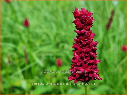 Persicaria amplexicaulis &#039;Black Dreams&#039; | Doorgroeide duizendknoop, Adderwortel, Duizendknoop | Kerzenkn&ouml;terich | Mo