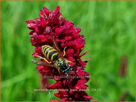 Persicaria amplexicaulis &#039;Black Dreams&#039; | Doorgroeide duizendknoop, Adderwortel, Duizendknoop | Kerzenkn&ouml;terich | Mo