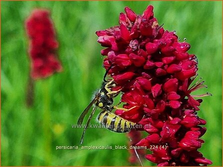 Persicaria amplexicaulis &#039;Black Dreams&#039; | Doorgroeide duizendknoop, Adderwortel, Duizendknoop | Kerzenkn&ouml;terich | Mo