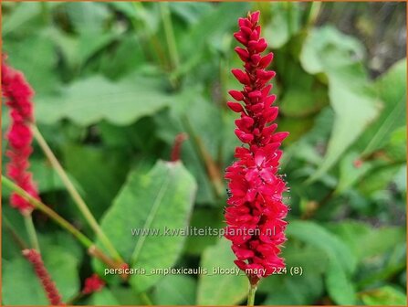 Persicaria amplexicaulis &#039;Bloody Mary&#039; | Doorgroeide duizendknoop, Adderwortel, Duizendknoop | Kerzenkn&ouml;terich | Mou