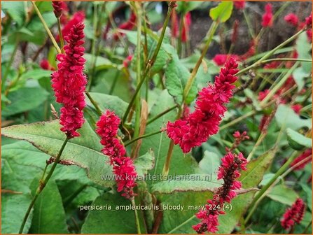 Persicaria amplexicaulis &#039;Bloody Mary&#039; | Doorgroeide duizendknoop, Adderwortel, Duizendknoop | Kerzenkn&ouml;terich | Mou