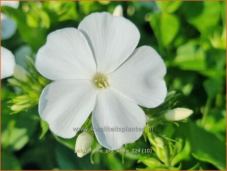 Phlox &#039;Flame Pro White&#039; | Hoge vlambloem, Vlambloem, Flox, Floks | Hohe Flammenblume | Border Phlox