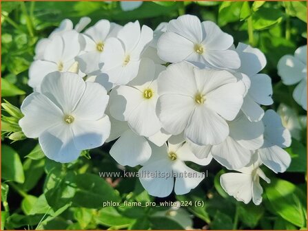 Phlox &#039;Flame Pro White&#039; | Hoge vlambloem, Vlambloem, Flox, Floks | Hohe Flammenblume | Border Phlox