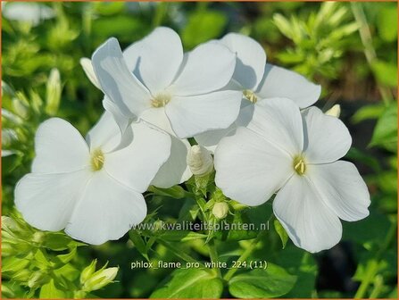 Phlox &#039;Flame Pro White&#039; | Hoge vlambloem, Vlambloem, Flox, Floks | Hohe Flammenblume | Border Phlox