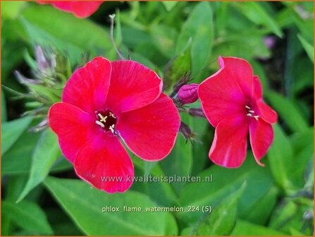 Phlox &#039;Flame Watermelon&#039; | Hoge vlambloem, Vlambloem, Flox, Floks | Hohe Flammenblume | Border Phlox