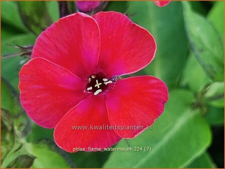 Phlox &#039;Flame Watermelon&#039; | Hoge vlambloem, Vlambloem, Flox, Floks | Hohe Flammenblume | Border Phlox