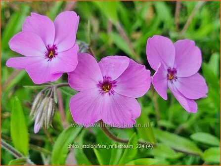 Phlox stolonifera &#039;Millstream&#039; | Vlambloem, Flox, Floks | Ausl&auml;ufer-Flammenblume | Creeping Phlox