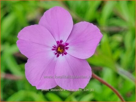 Phlox stolonifera &#039;Millstream&#039; | Vlambloem, Flox, Floks | Ausl&auml;ufer-Flammenblume | Creeping Phlox