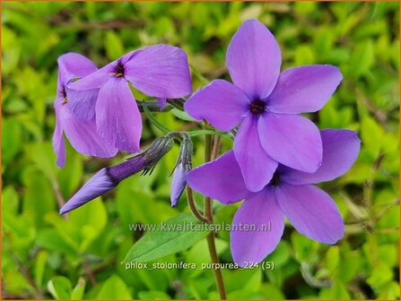 Phlox stolonifera &#039;Purpurea&#039; | Vlambloem, Flox, Floks | Ausl&auml;ufer-Flammenblume | Creeping Phlox