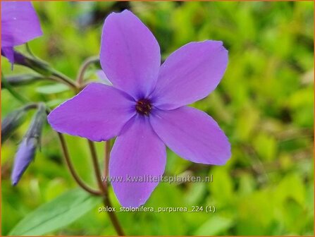 Phlox stolonifera &#039;Purpurea&#039; | Vlambloem, Flox, Floks | Ausl&auml;ufer-Flammenblume | Creeping Phlox