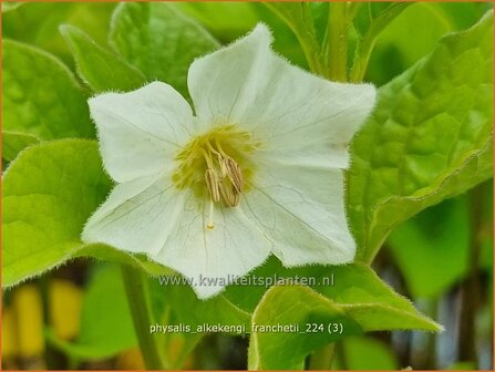 Physalis alkekengi franchetii | Echte lampionplant, Lampionplant, Jodenkers | Lampionblume | Bladder Cherry