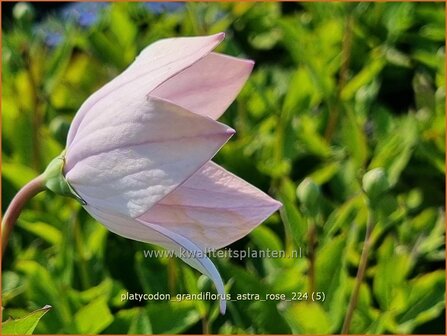 Platycodon grandiflorus &#039;Astra Rose&#039; | Ballonklokje, Ballonbloem, Chinese klokjesbloem | Ballonblume | Japanese Bellf