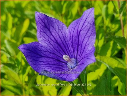 Platycodon grandiflorus &#039;Fuji Blue&#039; | Ballonklokje, Ballonbloem, Chinese klokjesbloem | Ballonblume | Japanese Bellfl