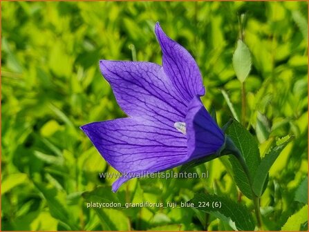 Platycodon grandiflorus &#039;Fuji Blue&#039; | Ballonklokje, Ballonbloem, Chinese klokjesbloem | Ballonblume | Japanese Bellfl