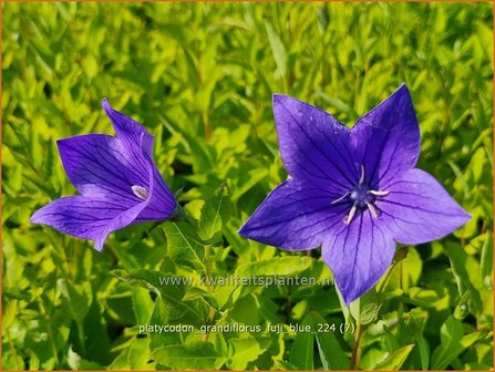 Platycodon grandiflorus &#039;Fuji Blue&#039; | Ballonklokje, Ballonbloem, Chinese klokjesbloem | Ballonblume | Japanese Bellfl