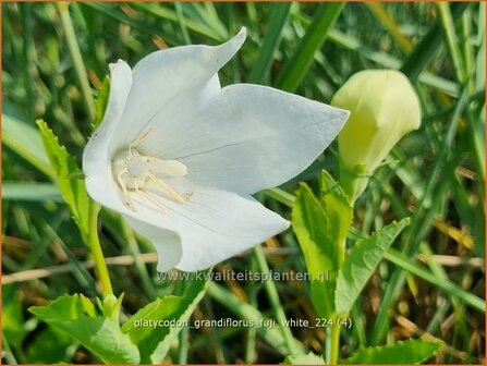 Platycodon grandiflorus &#039;Fuji White&#039; | Ballonklokje, Ballonbloem, Chinese klokjesbloem | Ballonblume | Japanese Bellf