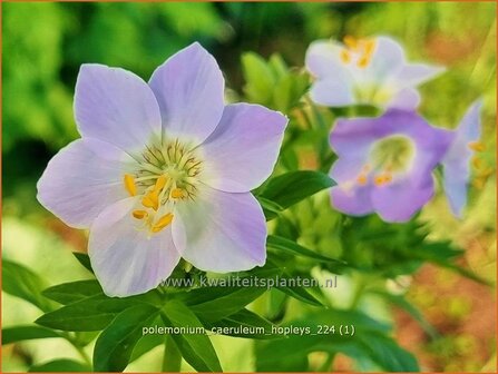 Polemonium caeruleum &#039;Hopleys&#039; | Jacobsladder, Hemelladder | Blaubl&uuml;hende Himmelsleiter | Greek Valerian