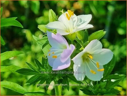 Polemonium caeruleum &#039;Hopleys&#039; | Jacobsladder, Hemelladder | Blaubl&uuml;hende Himmelsleiter | Greek Valerian