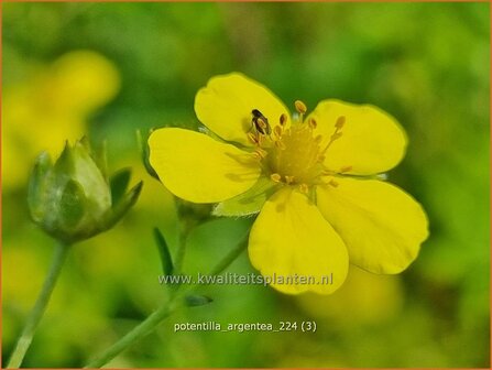 Potentilla argentea | Viltganzerik, Ganzerik | Silberfingerkraut | Silver Cinquefoil