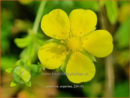 Potentilla argentea | Viltganzerik, Ganzerik | Silberfingerkraut | Silver Cinquefoil