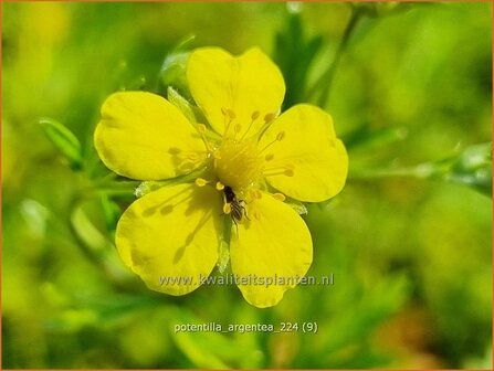 Potentilla argentea | Viltganzerik, Ganzerik | Silberfingerkraut | Silver Cinquefoil