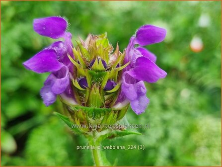 Prunella x webbiana | Brunel, Bijenkorfje | Gro&szlig;bl&uuml;tige Bastard-Braunelle | Self Heal