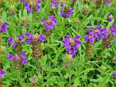 Prunella x webbiana | Brunel, Bijenkorfje | Gro&szlig;bl&uuml;tige Bastard-Braunelle | Self Heal