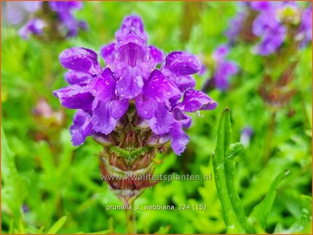 Prunella x webbiana | Brunel, Bijenkorfje | Gro&szlig;bl&uuml;tige Bastard-Braunelle | Self Heal