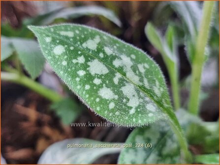 Pulmonaria saccharata &#039;Opal&#039; | Italiaans longkruid, Longkruid | Geflecktes Lungenkraut | Bethlehem Sage