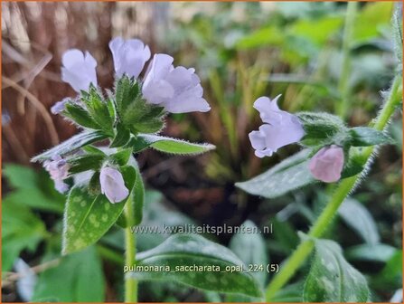 Pulmonaria saccharata &#039;Opal&#039; | Italiaans longkruid, Longkruid | Geflecktes Lungenkraut | Bethlehem Sage