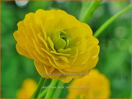 Ranunculus acris &#039;Multiplex&#039; | Gevulde boterbloem, Scherpe boterbloem, Boterbloem | Gef&uuml;llter Hahnenfu&szlig; | Meadow Bu