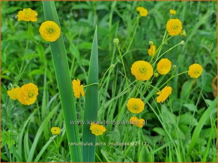 Ranunculus acris &#039;Multiplex&#039; | Gevulde boterbloem, Scherpe boterbloem, Boterbloem | Gef&uuml;llter Hahnenfu&szlig; | Meadow Bu