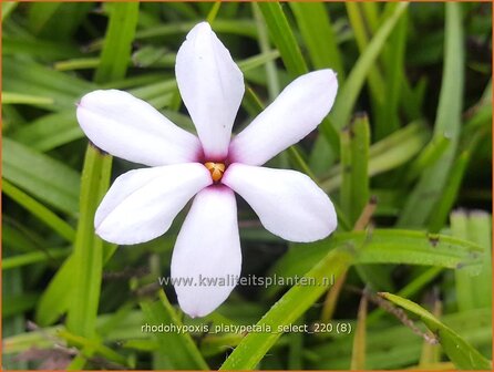 Rhodohypoxis platypetale &#039;Select&#039; | Roodsterretje, Sterretjesgras | Grasstern | Red Star