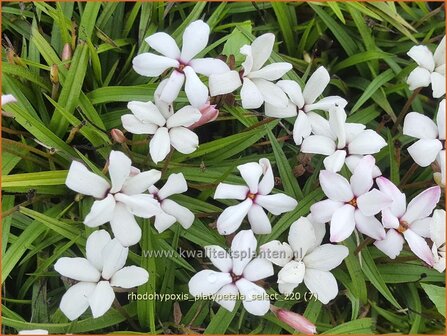 Rhodohypoxis platypetale &#039;Select&#039; | Roodsterretje, Sterretjesgras | Grasstern | Red Star