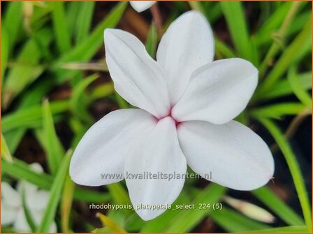 Rhodohypoxis platypetale &#039;Select&#039; | Roodsterretje, Sterretjesgras | Grasstern | Red Star