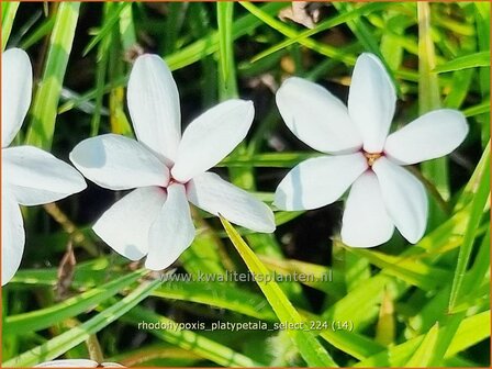 Rhodohypoxis platypetale &#039;Select&#039; | Roodsterretje, Sterretjesgras | Grasstern | Red Star