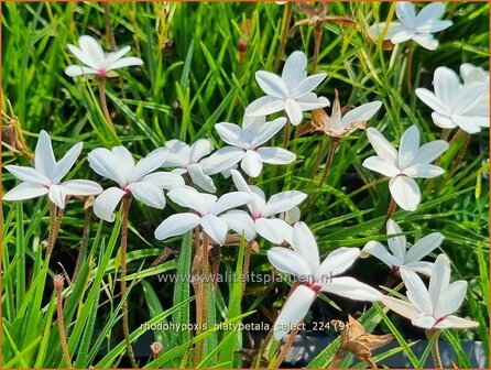 Rhodohypoxis platypetale &#039;Select&#039; | Roodsterretje, Sterretjesgras | Grasstern | Red Star