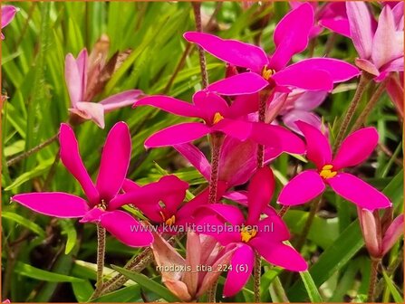 Rhodoxis &#039;Titia&#039; | Rapsterretje, Sterretjesgras | Grasstern | Hybrid Red Star