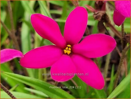 Rhodoxis &#039;Titia&#039; | Rapsterretje, Sterretjesgras | Grasstern | Hybrid Red Star