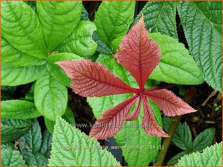 Rodgersia aesculifolia &#039;Werner Muller&#039; | Kastanjebladige astilbe, Schout-bij-nacht, Kijkblad | Kastanienbl&auml;ttriges S