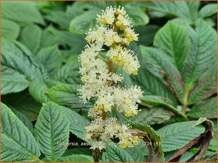 Rodgersia aesculifolia &#039;Werner Muller&#039; | Kastanjebladige astilbe, Schout-bij-nacht, Kijkblad | Kastanienbl&auml;ttriges S