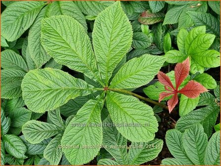 Rodgersia aesculifolia &#039;Werner Muller&#039; | Kastanjebladige astilbe, Schout-bij-nacht, Kijkblad | Kastanienbl&auml;ttriges S